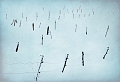 paysage 2_12_2010n03